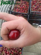 1agro.com.ua