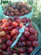 1agro.com.ua