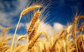 1agro.com.ua