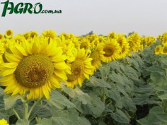 1agro.com.ua