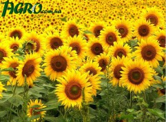 1agro.com.ua