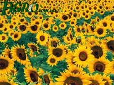 1agro.com.ua