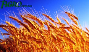 1agro.com.ua