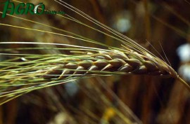 1agro.com.ua
