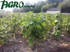 1agro.com.ua
