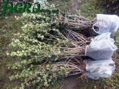 1agro.com.ua