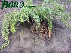 1agro.com.ua