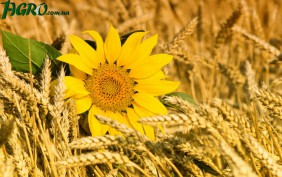 1agro.com.ua