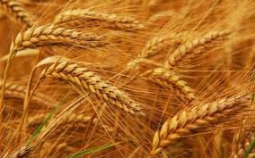 1agro.com.ua