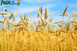 1agro.com.ua