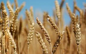 1agro.com.ua