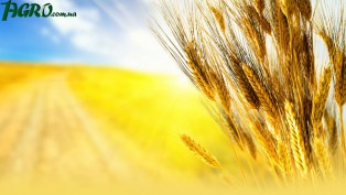 1agro.com.ua