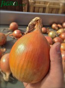 1agro.com.ua
