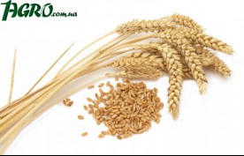 1agro.com.ua