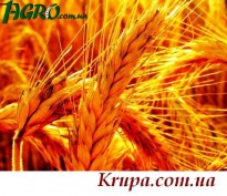 1agro.com.ua