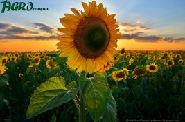 1agro.com.ua