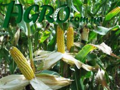 1agro.com.ua