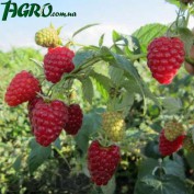 1agro.com.ua