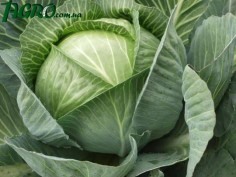 1agro.com.ua