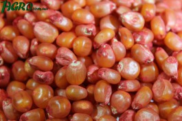 1agro.com.ua