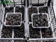 1agro.com.ua