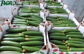 1agro.com.ua