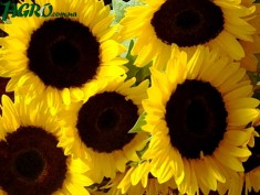 1agro.com.ua