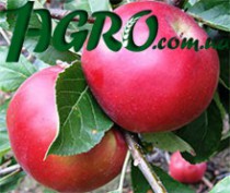1agro.com.ua