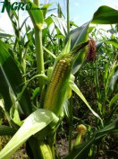 1agro.com.ua