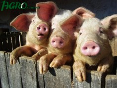 1agro.com.ua