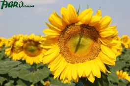 1agro.com.ua