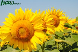 1agro.com.ua