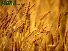 1agro.com.ua