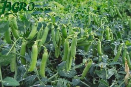 1agro.com.ua