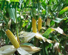 1agro.com.ua