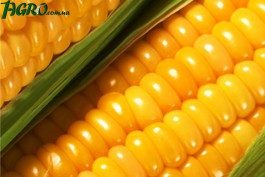 1agro.com.ua