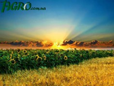 1agro.com.ua