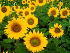 1agro.com.ua